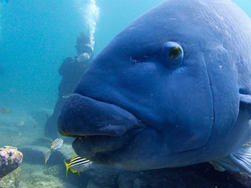 Abyss Scuba Diving, Ramsgate, NSW