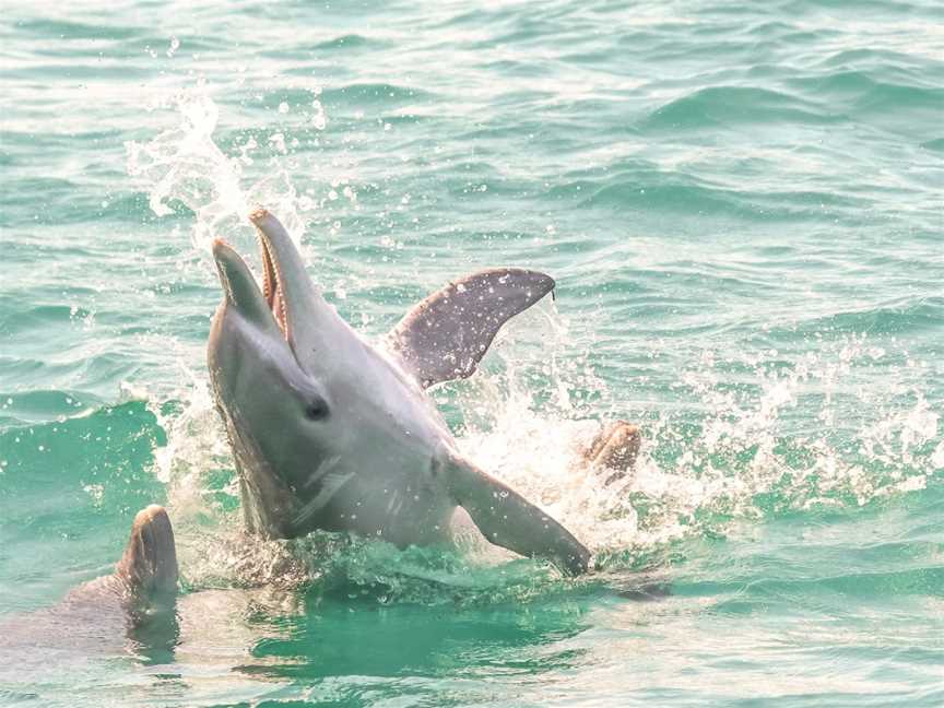 AquaMarine Adventures - Port Stephens, Nelson Bay, NSW