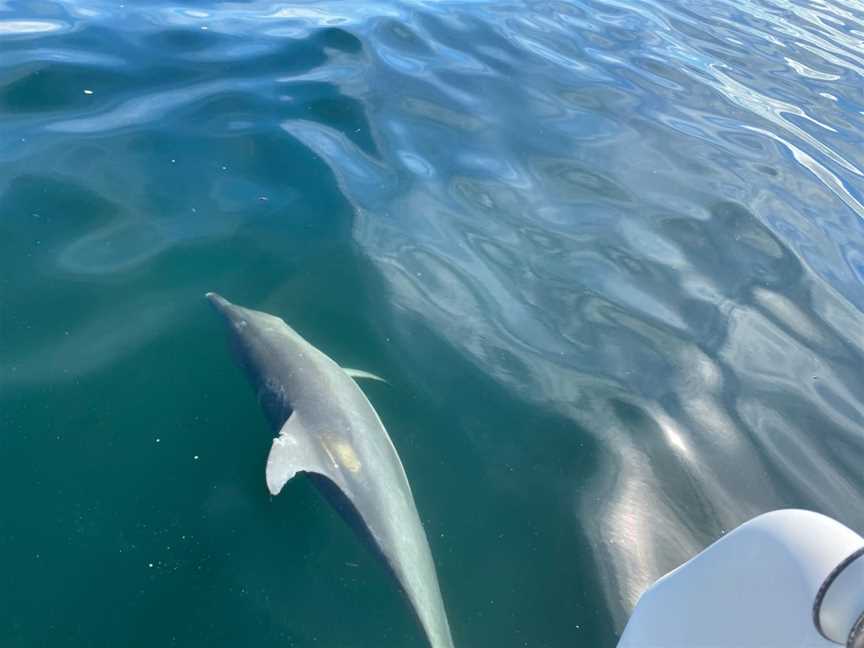 Jervis Bay Catamaran, Woollamia, NSW