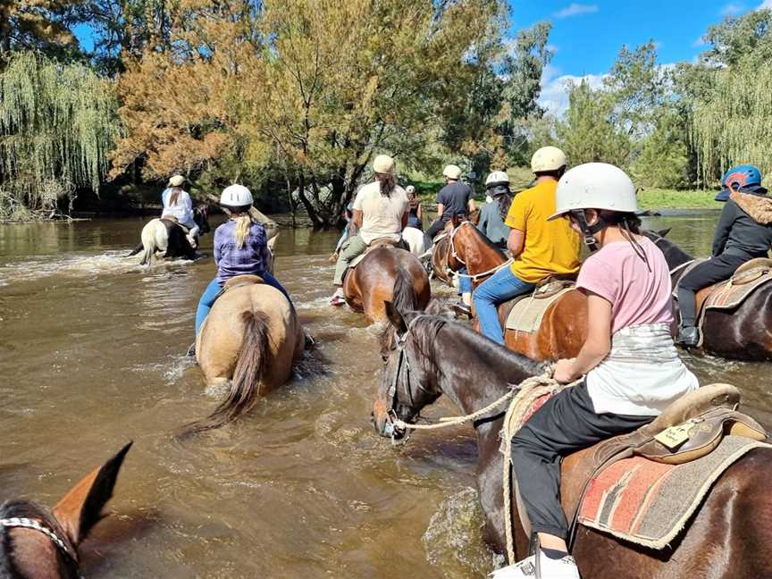 WADE HORSES BINGARA, Bingara, NSW