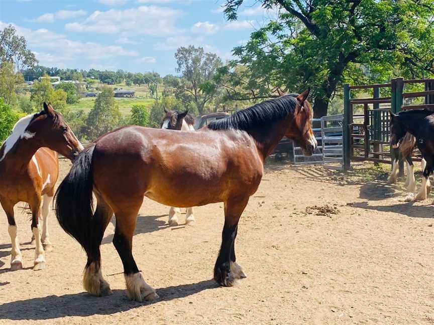 WADE HORSES BINGARA, Bingara, NSW