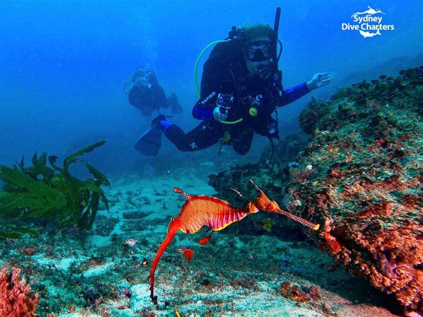 Sydney Dive Charters, Rose Bay, NSW