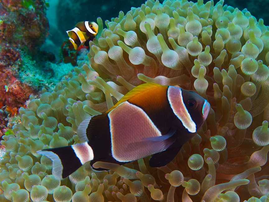 Dive Lord Howe, Lord Howe Island, NSW