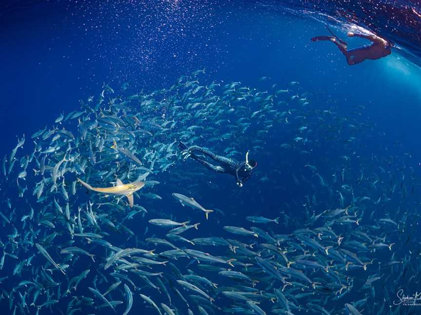 Reef N Beyond Eco Tours, Lord Howe Island, NSW