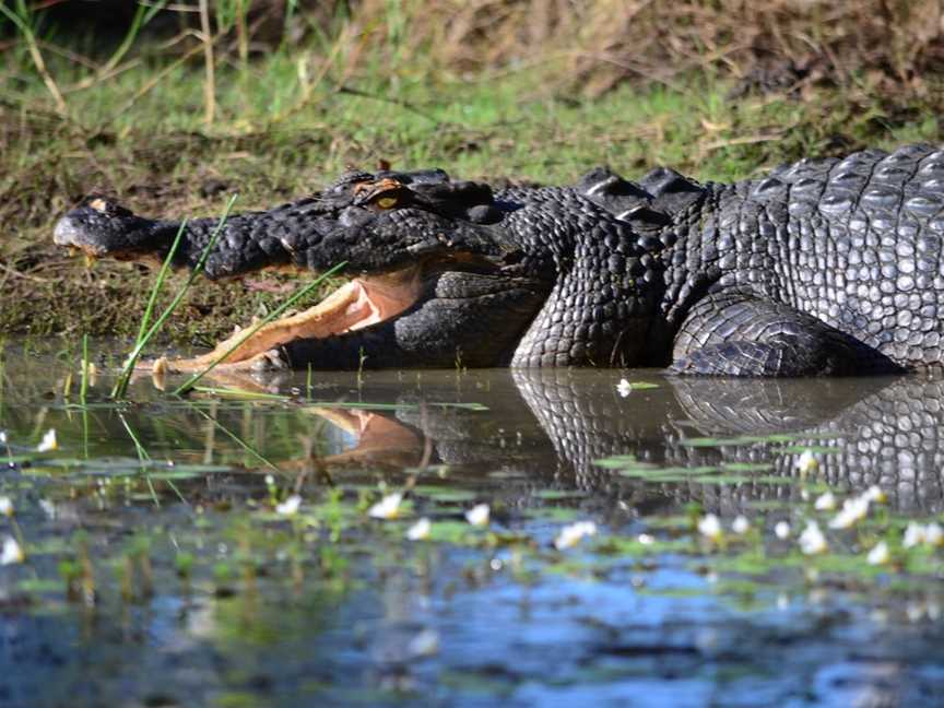 Davidson's Arnhemland Safari Lodge, West Arnhem, NT