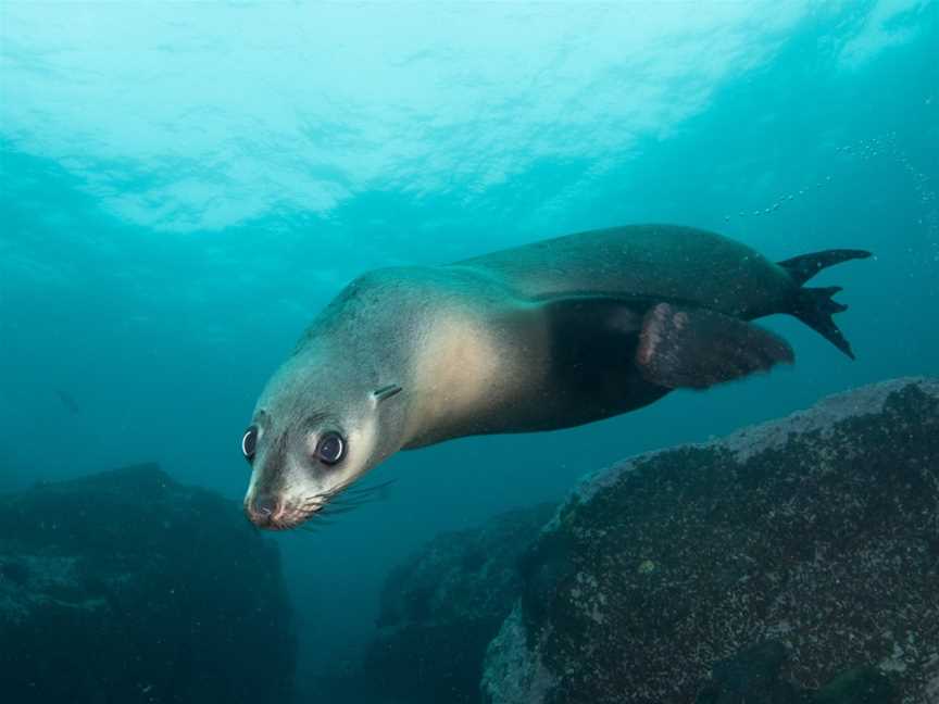 Underwater Safaris, North Narooma, NSW