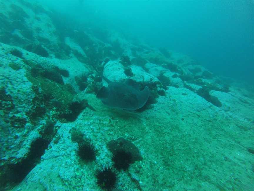 Underwater Safaris, North Narooma, NSW