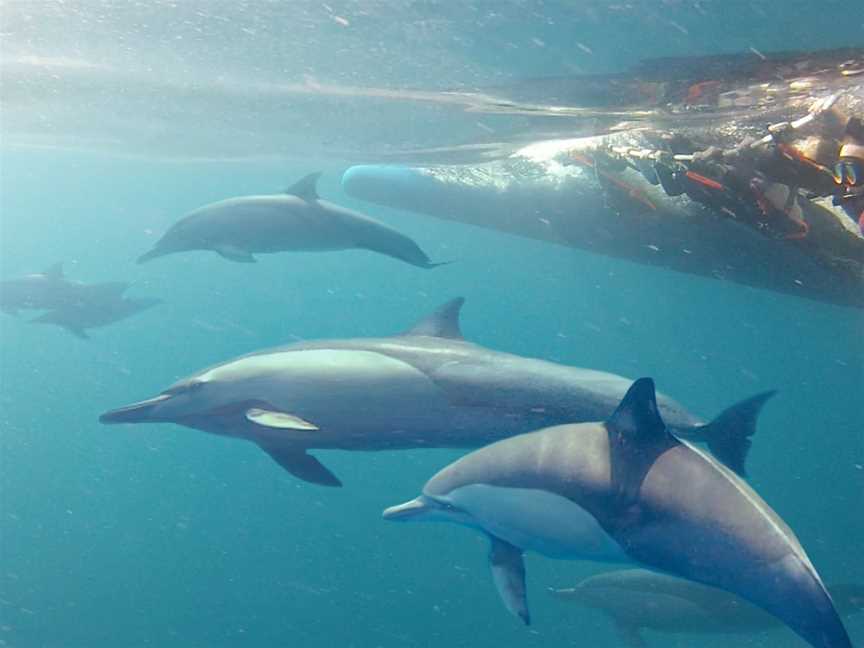 Dolphin Swim Australia, Nelson Bay, NSW