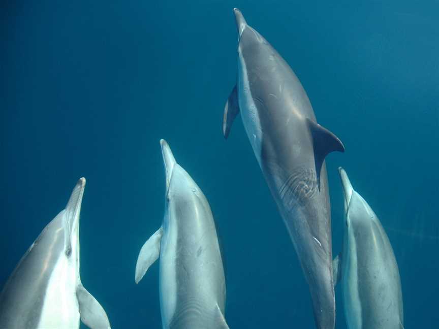 Dolphin Swim Australia, Nelson Bay, NSW