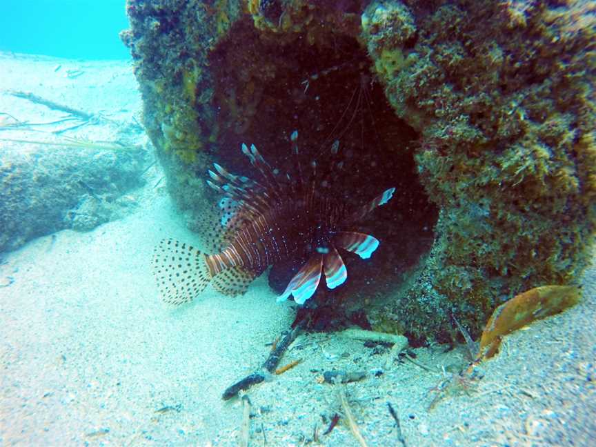 Queensland Scuba Diving Company, Main Beach, QLD