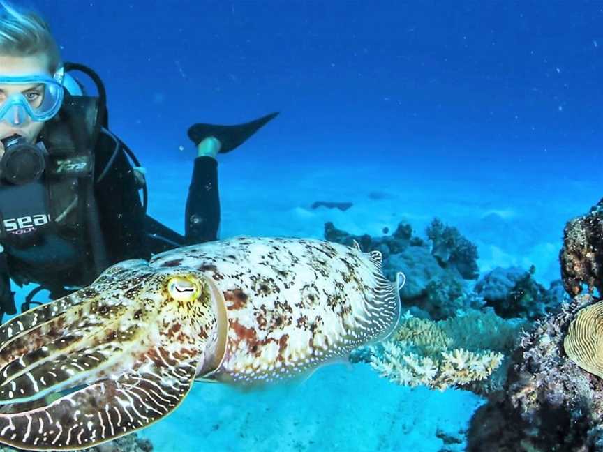 Cairns Dive, Cairns City, QLD