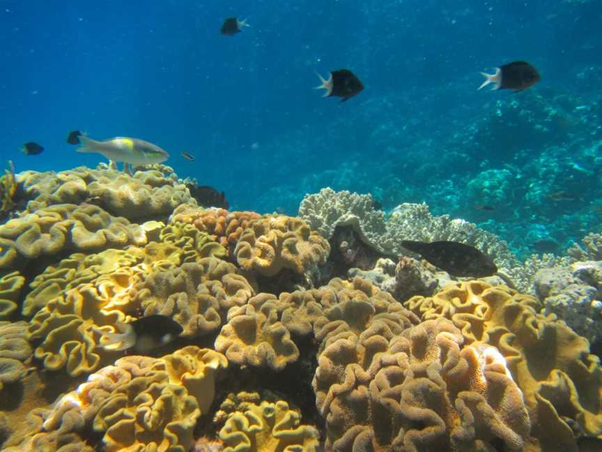 Reef Trip, Cairns City, QLD