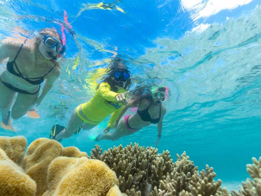 Ocean Safari, Cape Tribulation, QLD