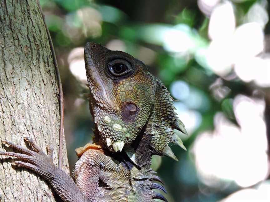 Tony's Tropical Tours, Port Douglas, QLD