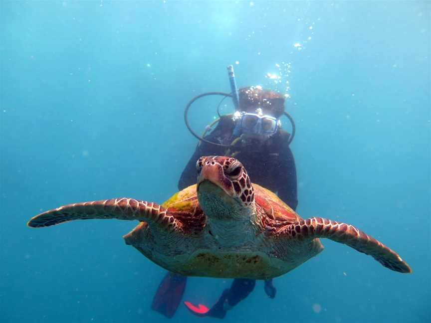 Whitsunday Dive Adventures, Airlie Beach, QLD