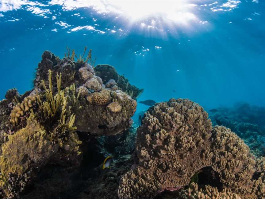 Dive Trips, Cairns City, QLD