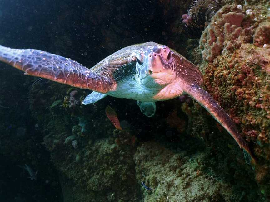 Rick's Dive School, Hope Island, QLD