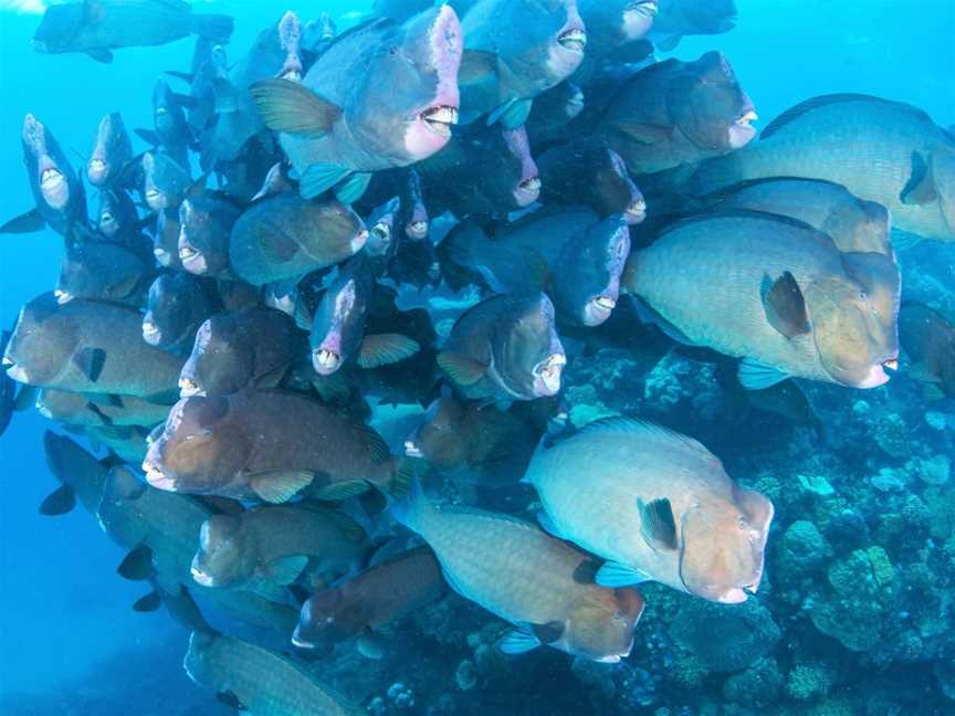 Australia Dive, Cairns City, QLD