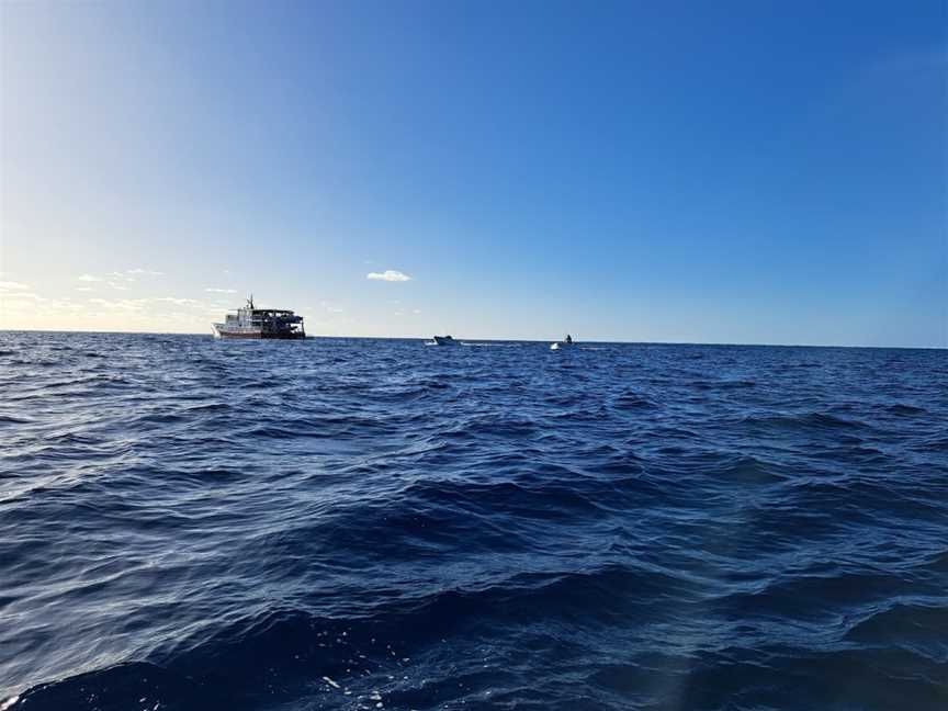 Reality Cruises, Burnett Heads, QLD