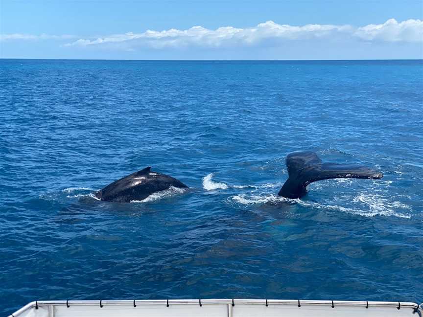 Freedom III Whale Watch and Charters, Urangan, QLD