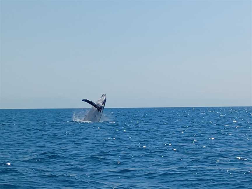 Freedom III Whale Watch and Charters, Urangan, QLD