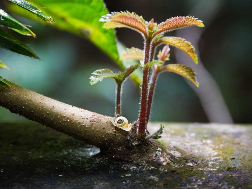 Daintree Experience, Forest Creek, QLD