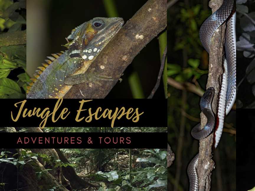 Cape Tribulation - Daintree - Night Walks - Spotlighting - Day Walk Tours, Cape Tribulation, QLD