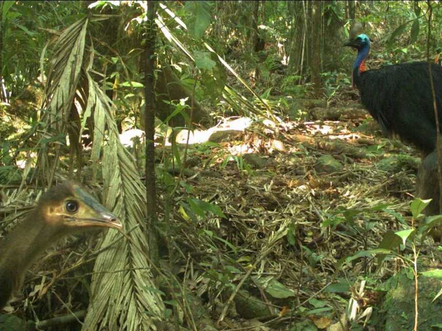 Cape Tribulation - Daintree - Night Walks - Spotlighting - Day Walk Tours, Cape Tribulation, QLD