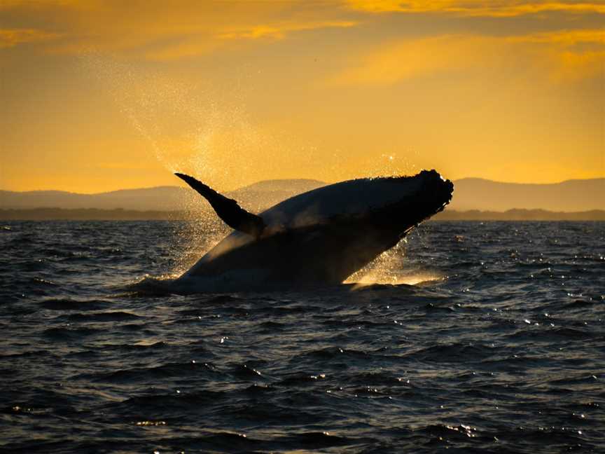 Gold Coast Whale Watch, Main Beach, QLD