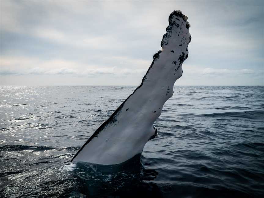 Gold Coast Whale Watch, Main Beach, QLD