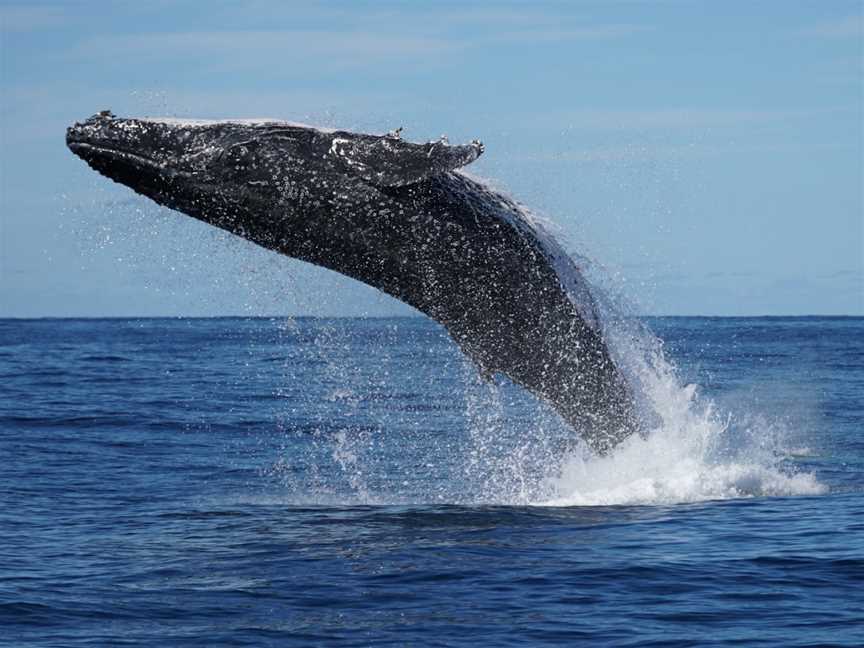 Gold Coast Whale Watch, Main Beach, QLD