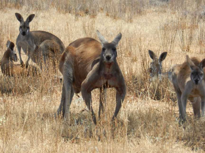 Aussie Heritage Tours, 4WD Aussie Outback Adventures, Quorn, SA