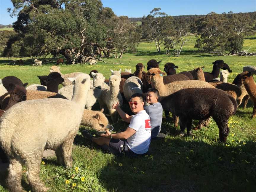 Softfoot Alpaca Farm & The Swagman Chargrill Restaurant, Hindmarsh Valley, SA