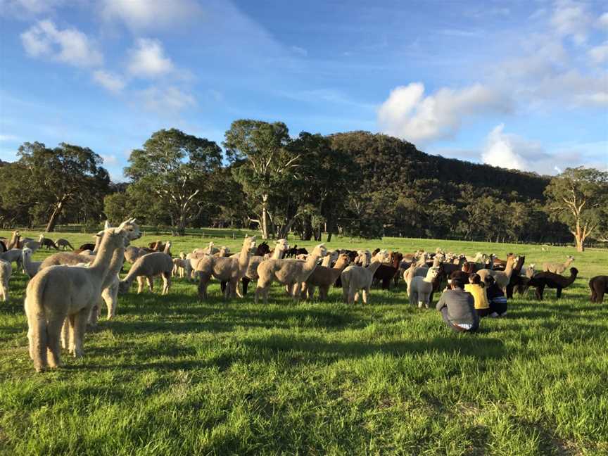 Softfoot Alpaca Farm & The Swagman Chargrill Restaurant, Hindmarsh Valley, SA