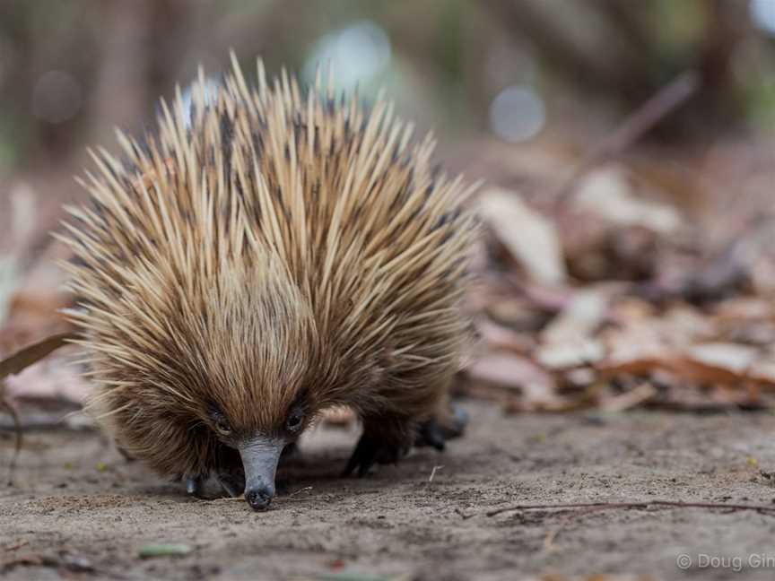 Hanson Bay Wildlife Sanctuary, Karatta, SA