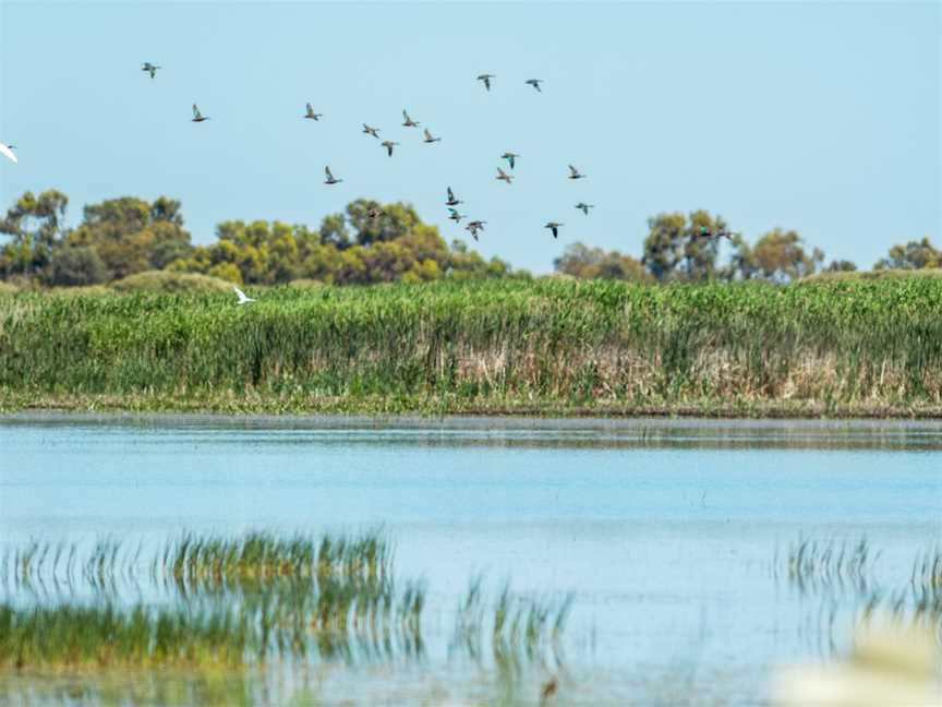 South East Safari, Bool Lagoon, SA