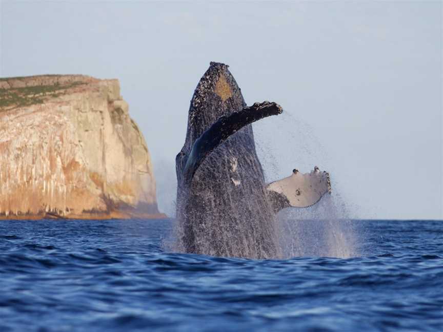 Wild Ocean Tasmania, Eaglehawk Neck, TAS