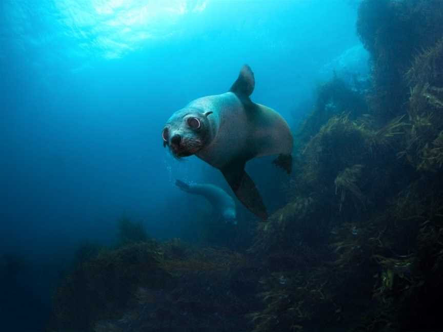 Go Dive Tasmania, Hobart, TAS