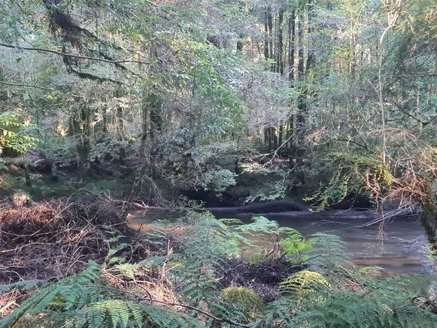 wild wombat walks, Waratah, TAS