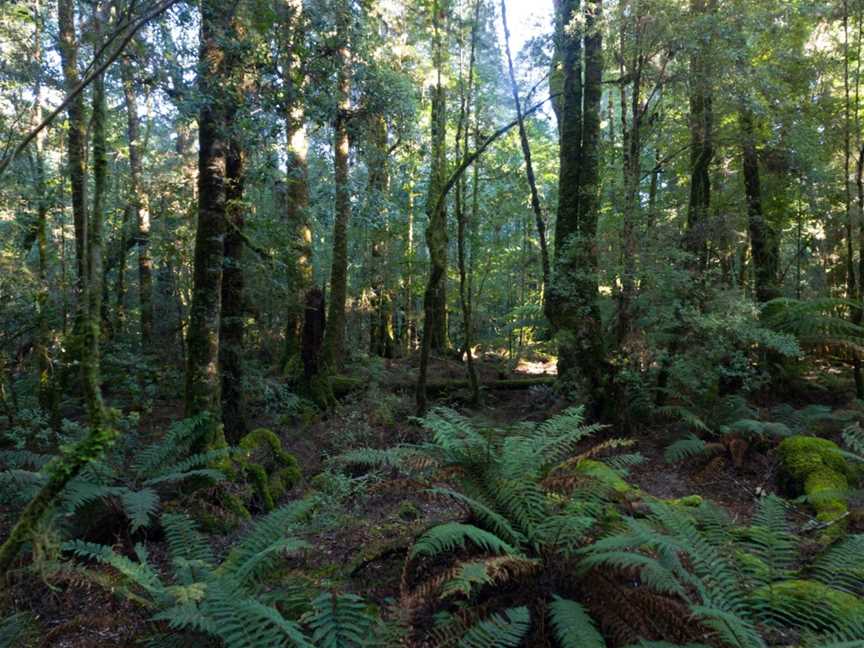 wild wombat walks, Waratah, TAS