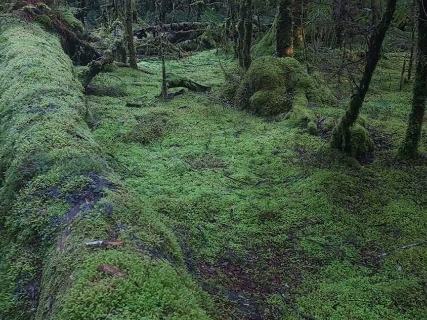 wild wombat walks, Waratah, TAS