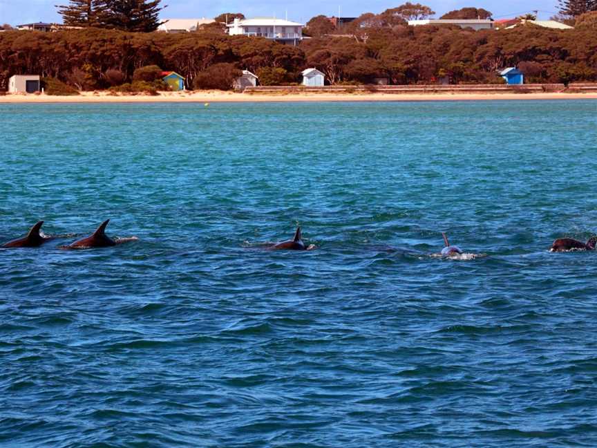 Polperro Dolphin Swims, Sorrento, VIC