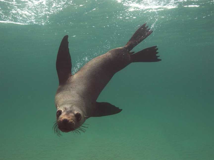 Polperro Dolphin Swims, Sorrento, VIC