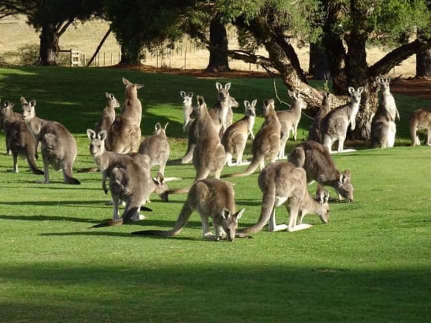 KANGA TOURS - KANGAROO SIGHTSEEING TOURS MELBOURNE, Gisborne, VIC