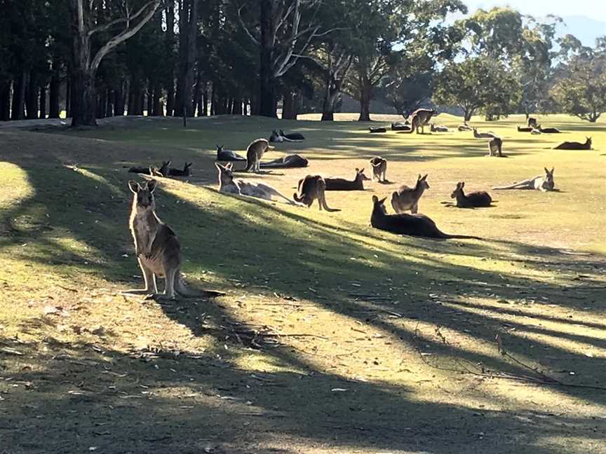 KANGA TOURS - KANGAROO SIGHTSEEING TOURS MELBOURNE, Gisborne, VIC