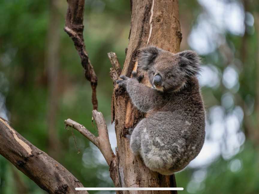 Wildlife Wonders, Apollo Bay, VIC