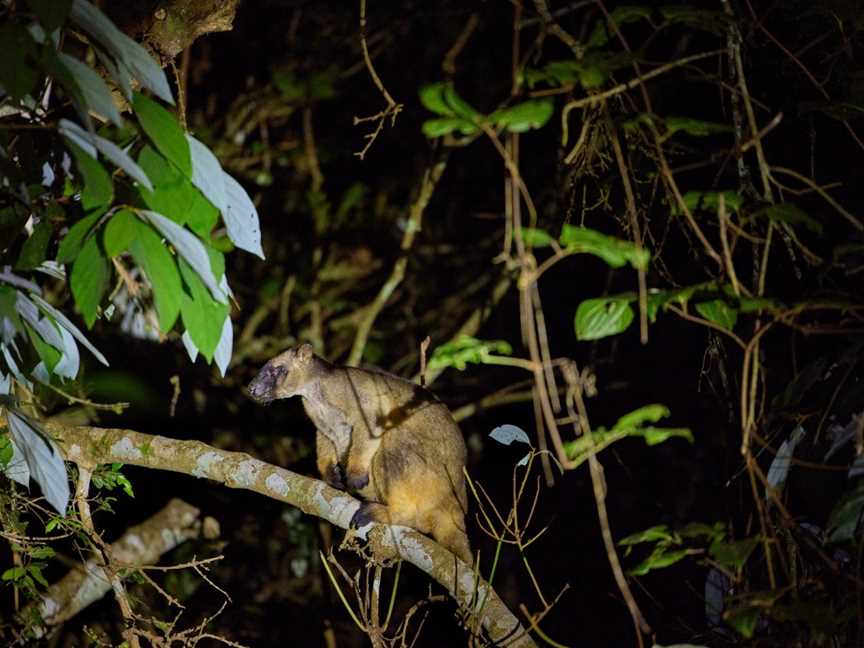 Wait-a-While Rainforest Tours - Nocturnal Rainforest Wildlife Tour, Cairns City, QLD