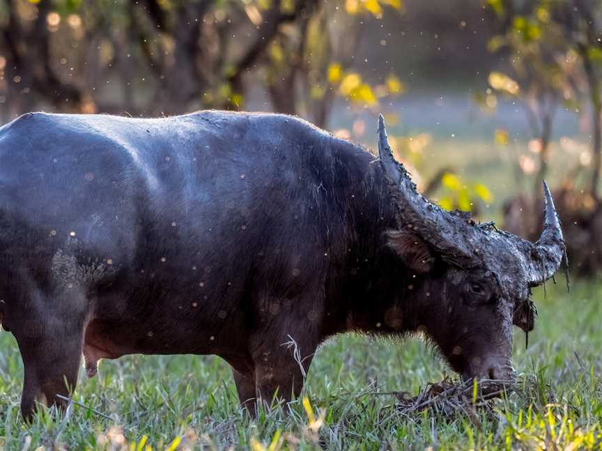 WILDFOTO, Marrakai, NT