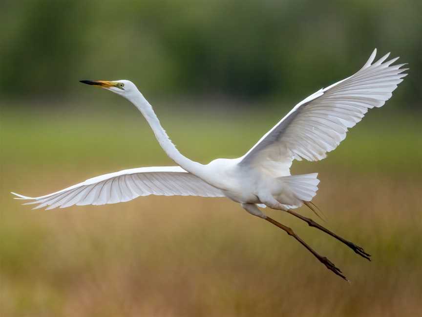 WILDFOTO, Marrakai, NT