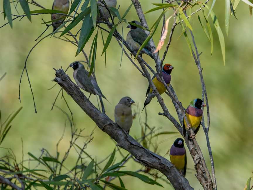 WILDFOTO, Marrakai, NT